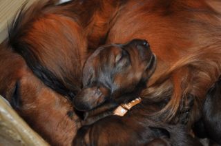 jamniki szczeni�ta